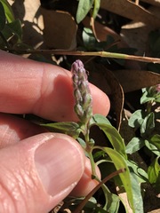 Rostellularia obtusa