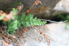 Woodsia plummerae