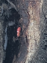Hemiptera