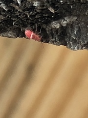 Hemiptera