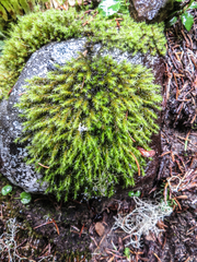 Brachythecium frigidum