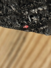 Hemiptera