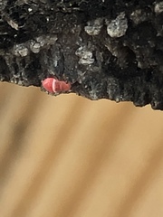 Hemiptera