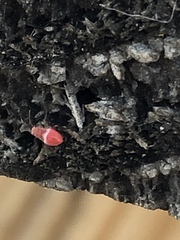 Hemiptera