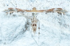 Dejongia californicus