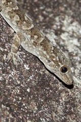 Hemidactylus