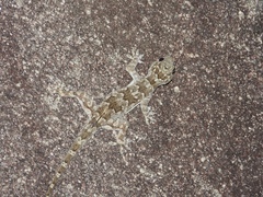 Hemidactylus