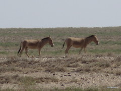 Equus hemionus hemionus