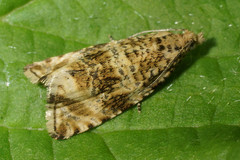 Phiaris micana