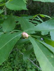 Phylloxera caryaemagna