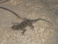 Hemidactylus