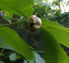 Phylloxera caryaemagna