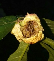 Phylloxera caryaemagna