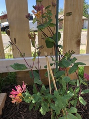 Lonicera heckrottii