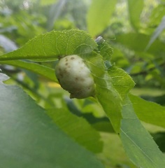 Phylloxera caryaemagna