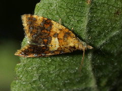 Pseudargyrotoza conwagana