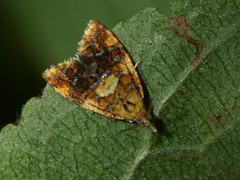 Pseudargyrotoza conwagana