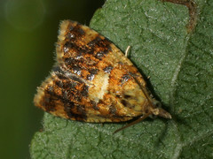 Pseudargyrotoza conwagana