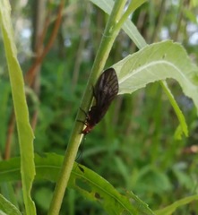 Protosialis americana