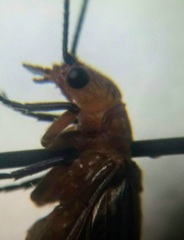 Protosialis americana