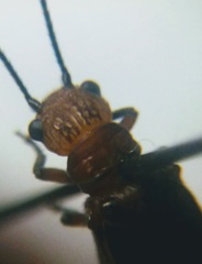 Protosialis americana