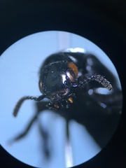 Creophilus oculatus