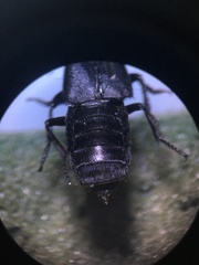 Creophilus oculatus