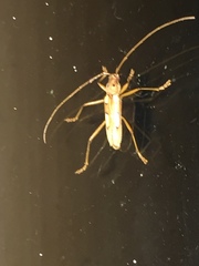 Eburia quadrimaculata