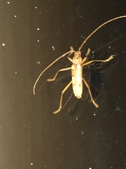 Eburia quadrimaculata