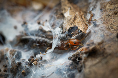 Oligotoma humbertiana