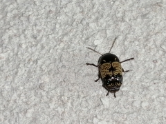 Cryptocephalus irroratus