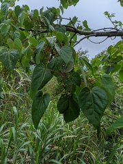 Idesia polycarpa