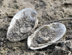 Uniomerus tetralasmus