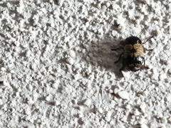 Cryptocephalus irroratus