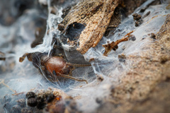 Oligotoma humbertiana