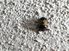 Cryptocephalus irroratus