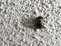 Cryptocephalus irroratus