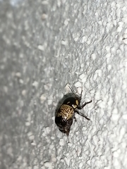 Cryptocephalus irroratus