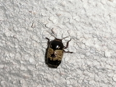 Cryptocephalus irroratus