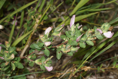 Ononis spinosa pseudohircina