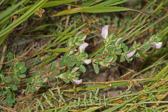 Ononis spinosa pseudohircina