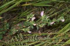 Ononis spinosa pseudohircina