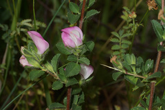 Ononis spinosa pseudohircina