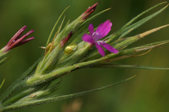 Cassida margaritacea