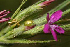Cassida margaritacea