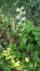 Platanthera bifolia