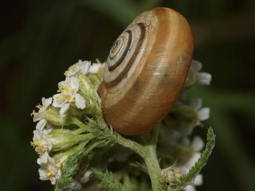 Heath Snail