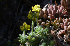 Draba densifolia