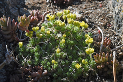 Draba densifolia