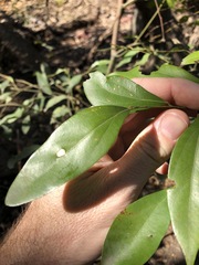 Cryptocarya triplinervis triplinervis